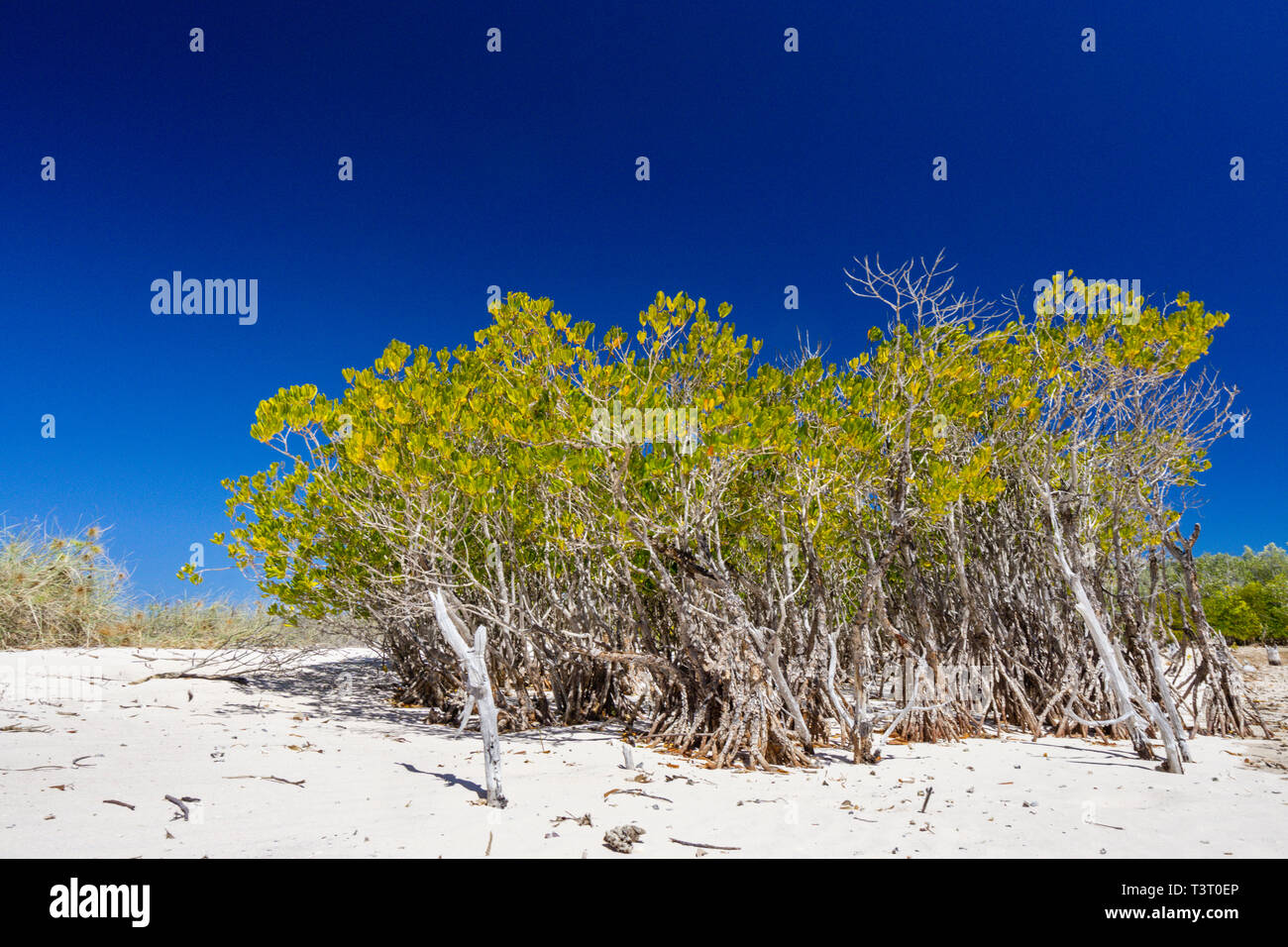 Mangroven wachsen auf sandigen Strand an der oberen Kante der gezeitenzone an Port Smith Western Australia Stockfoto