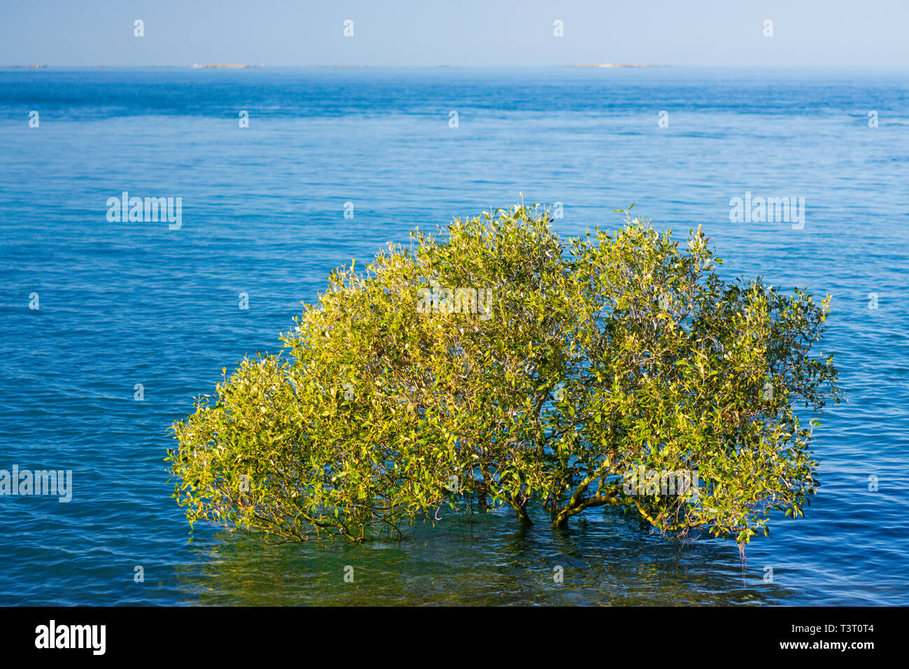 Grau Mangroven (Avicennia marina) bei Flut auf felsigen Küstenlinie Cape Leveque, Western Australien wachsenden Stockfoto