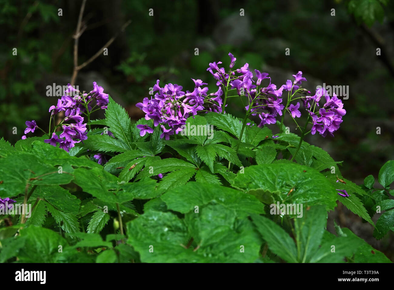 Dentaria pentaphilla, Wald, Blumen, Wald, violette Blume, viol Stockfoto