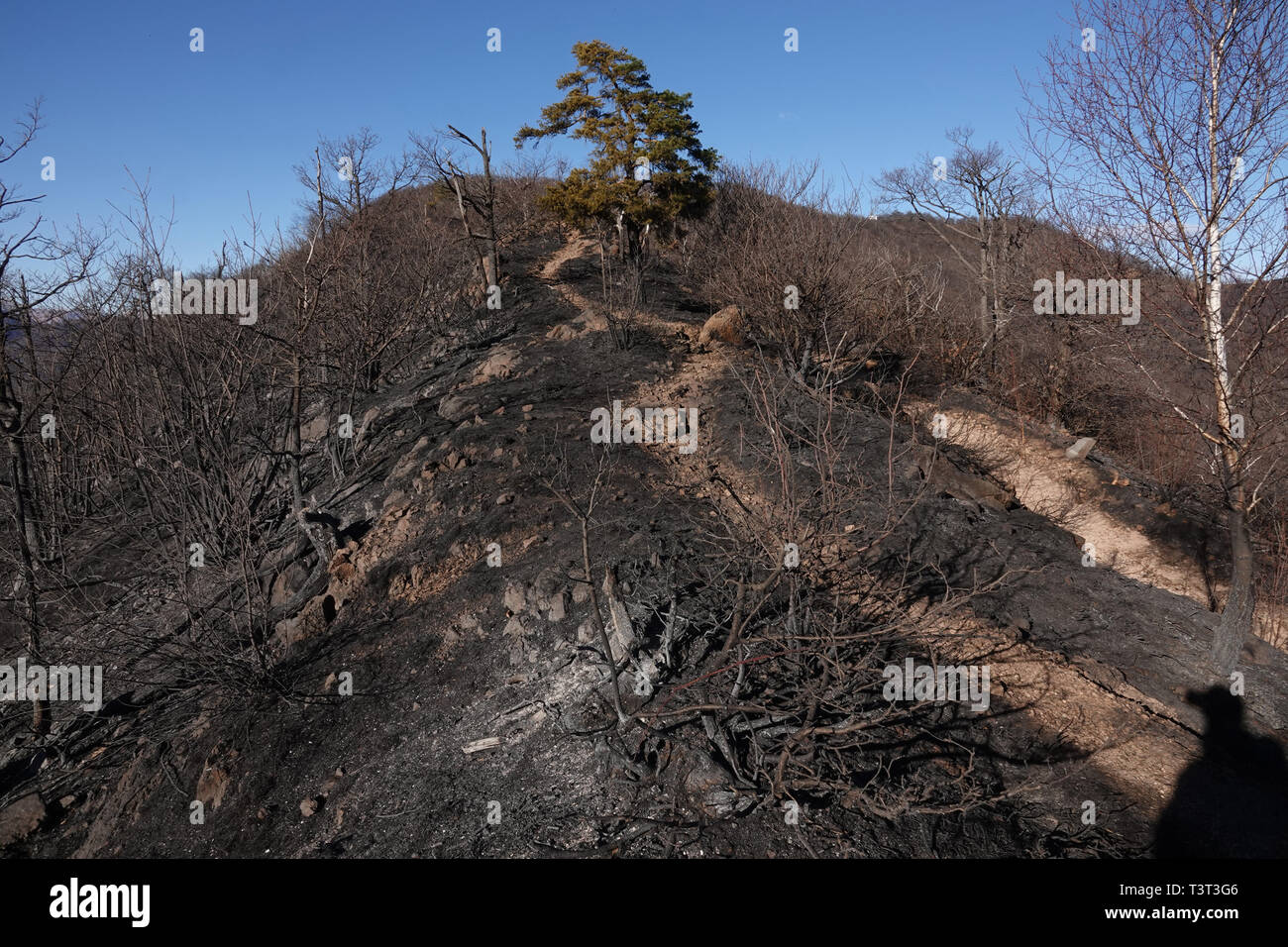 Italien, Wald Feuer im Winter, tote Bäume Stockfoto