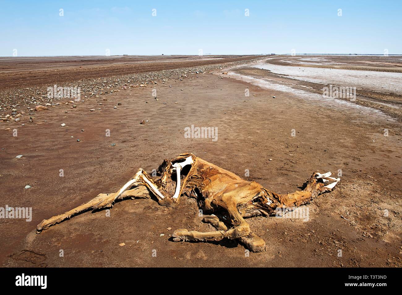 Totes Kamel, Leichen in der Wüste am See Karum, Danakil-wüste, Äthiopien Stockfoto