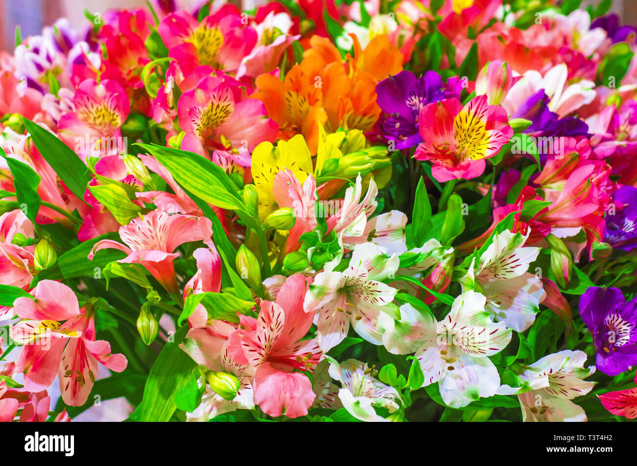 Bunte Blumen in einem Blumenstrauß. Wunderschöne Natur Hintergrund Stockfoto