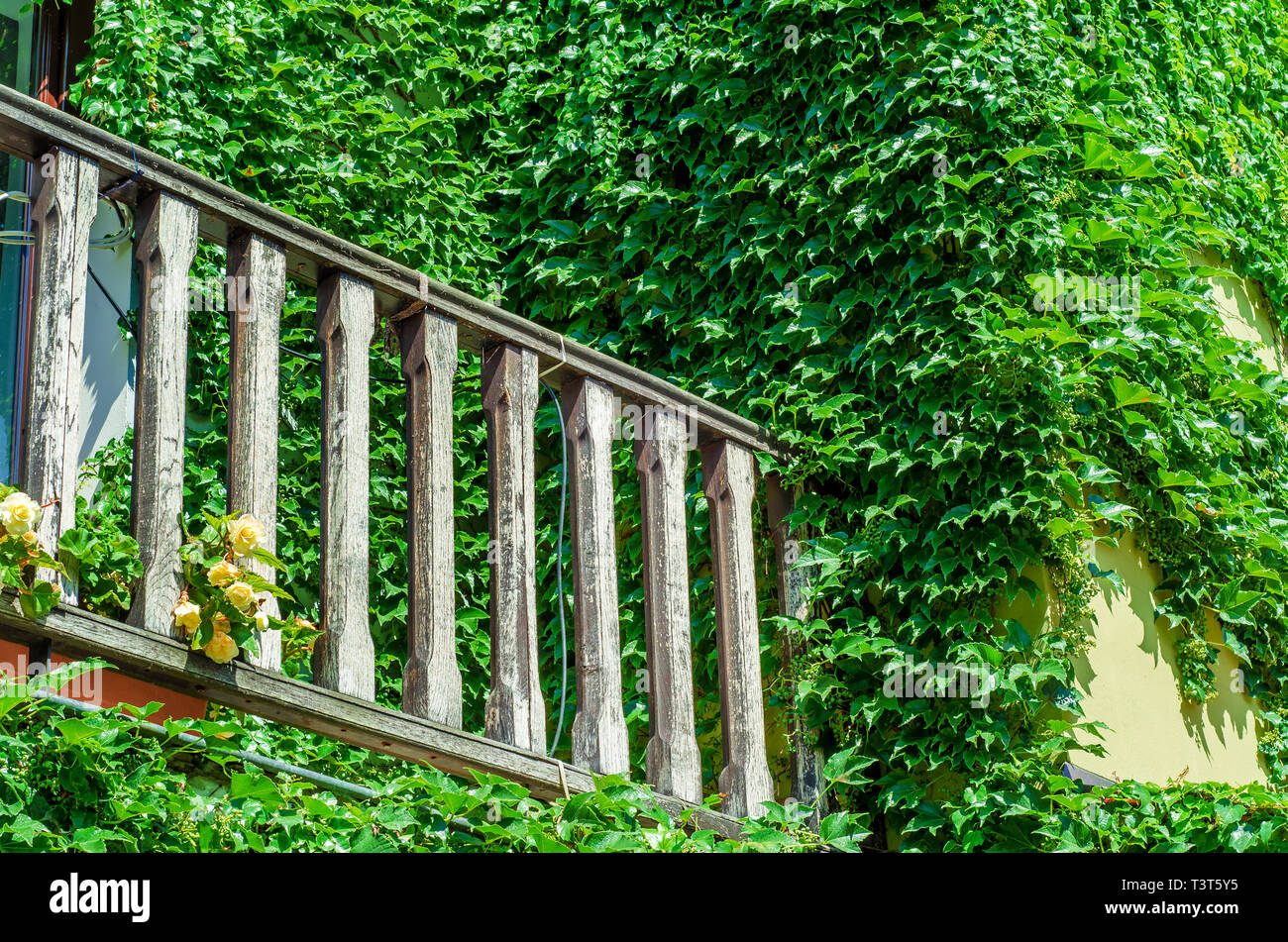 Holz Balkongeländer in einem alten Haus bewachsen mit wilden Trauben Stockfoto