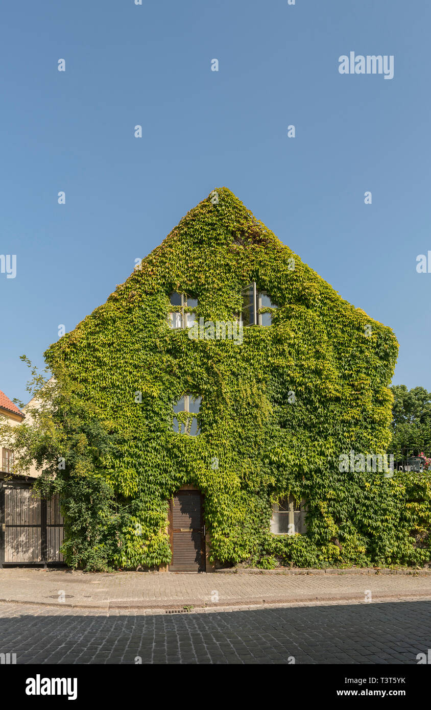 Altes Haus komplett in üppigem Grün Efeu in Visby, Gotland, Schweden, Skandinavien abgedeckt Stockfoto