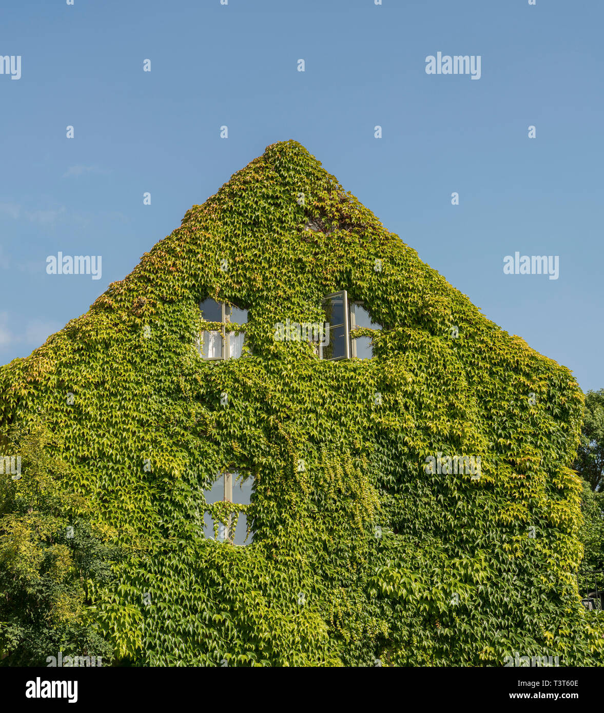 Altes Haus komplett in üppigem Grün Efeu in Visby, Gotland, Schweden, Skandinavien abgedeckt Stockfoto