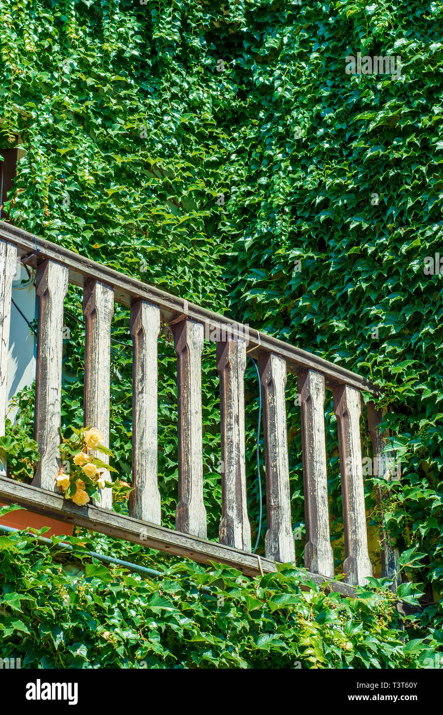 Holz Balkongeländer in einem alten Haus bewachsen mit wilden Trauben Stockfoto