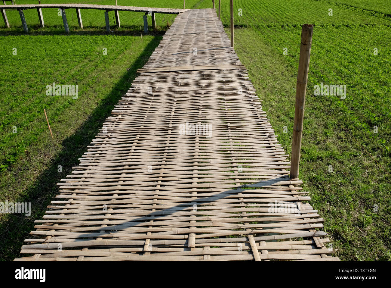 Holz- weg an der grünen Reis bio Feld und Bambus Brücke, die schöne Szene, Sonnenuntergang Sommerabend Stockfoto