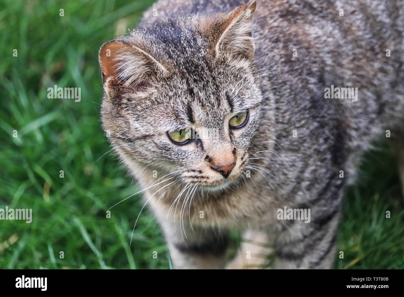 Ein wirklich nettes Kitty bei einem Spaziergang. Stockfoto