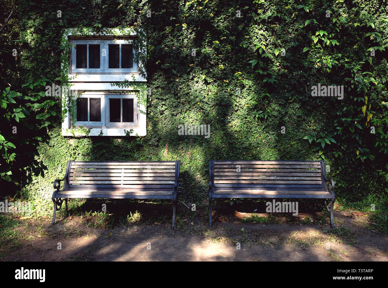 Haus bedeckt mit grünem Efeu natürlichen Hintergrund und Holz Werkbank Stockfoto
