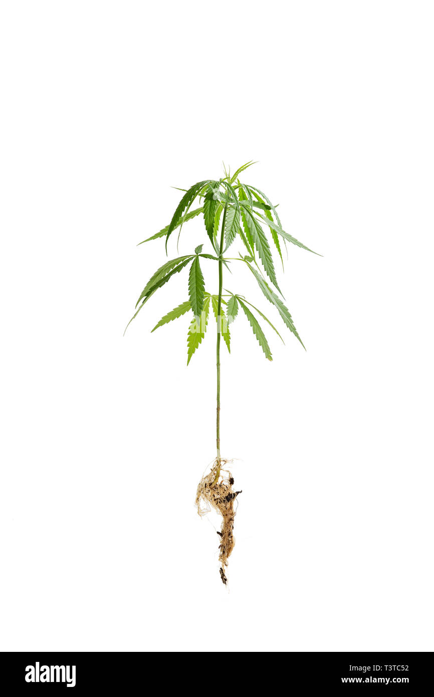 Der Cannabispflanze, Ganja auf weißem Hintergrund Stockfoto