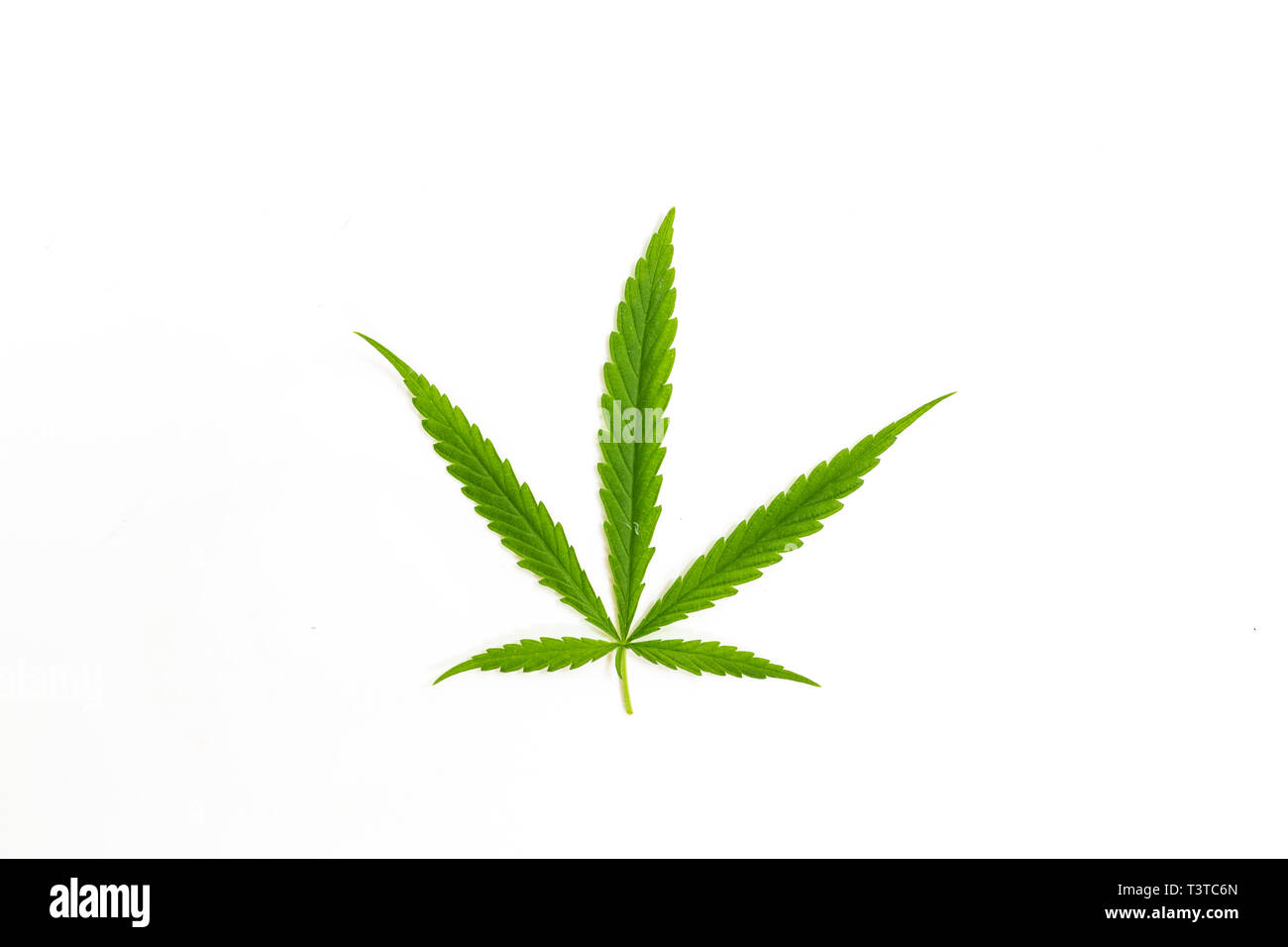 Der Cannabispflanze, Ganja auf weißem Hintergrund Stockfoto