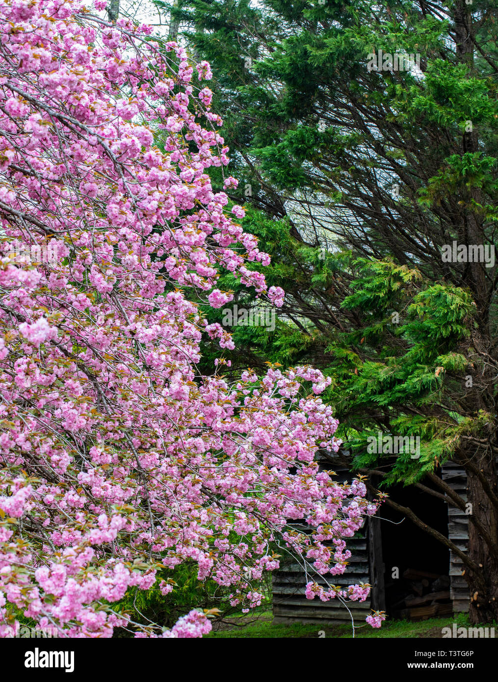 Cherry und Zedern in der Nähe von alten hölzernen gesehen. Stockfoto