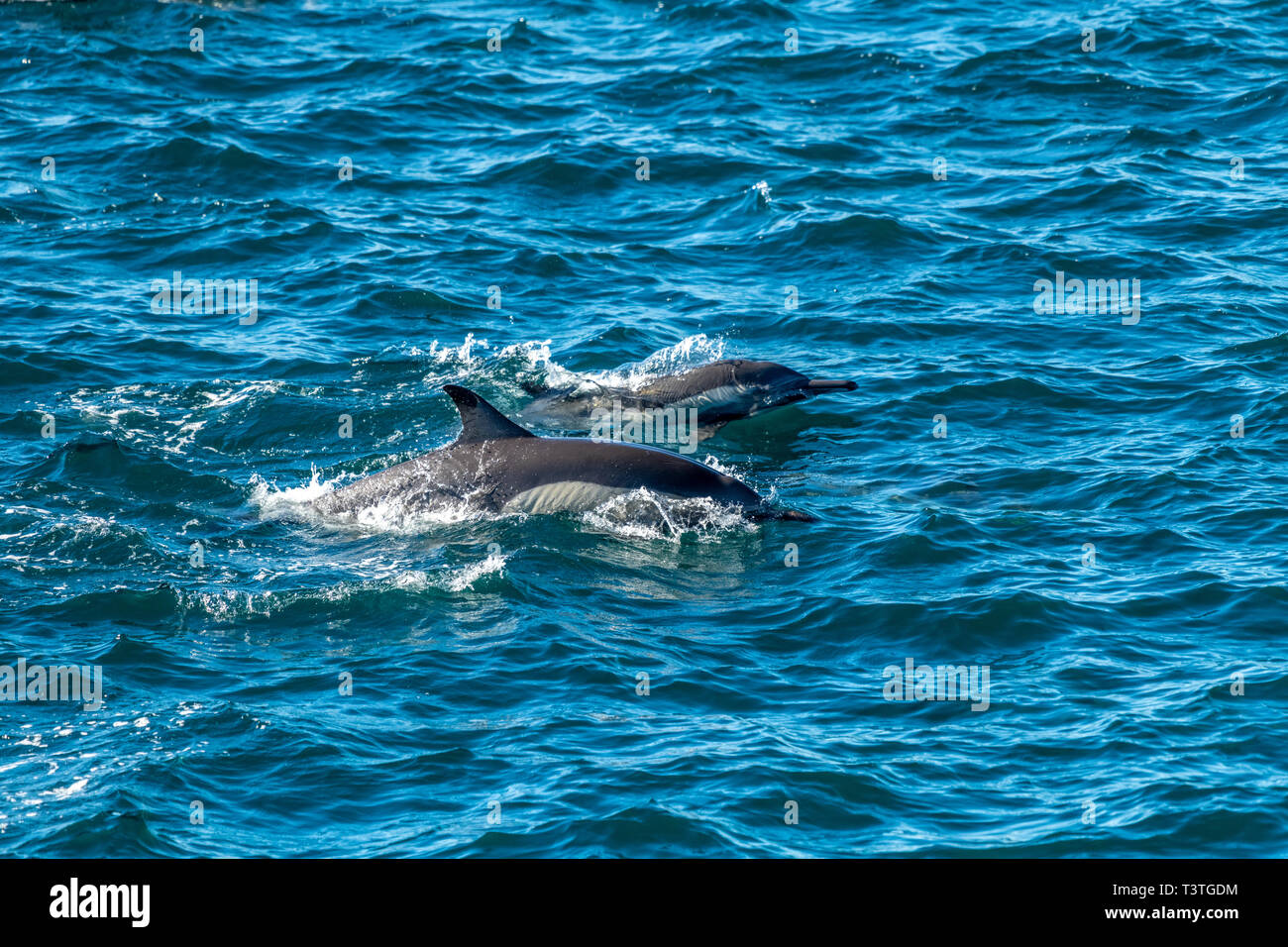 Lange-beaked common Delfin (Delphinus capensis) vor der Küste von Baja California, Mexiko. Stockfoto