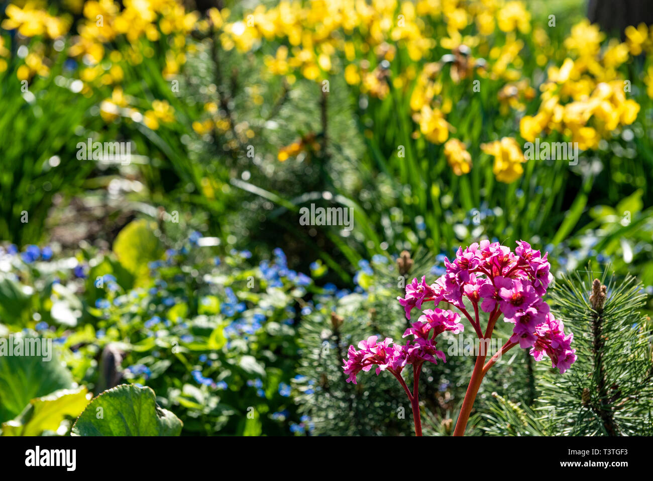 Bergenia, Elefanten Ohren, in einem spring flower Grenze mit Narzissen und für werden Sie nicht in den Hintergrund. Stockfoto
