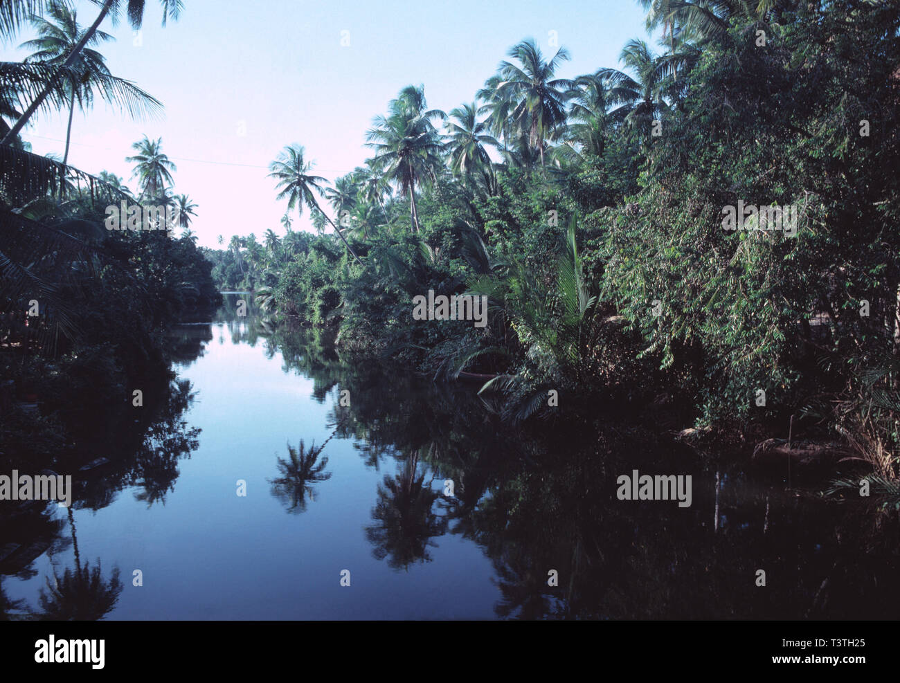Ostmalaysia. Sabah. Regenwald mit Fluss und Palmen. Stockfoto