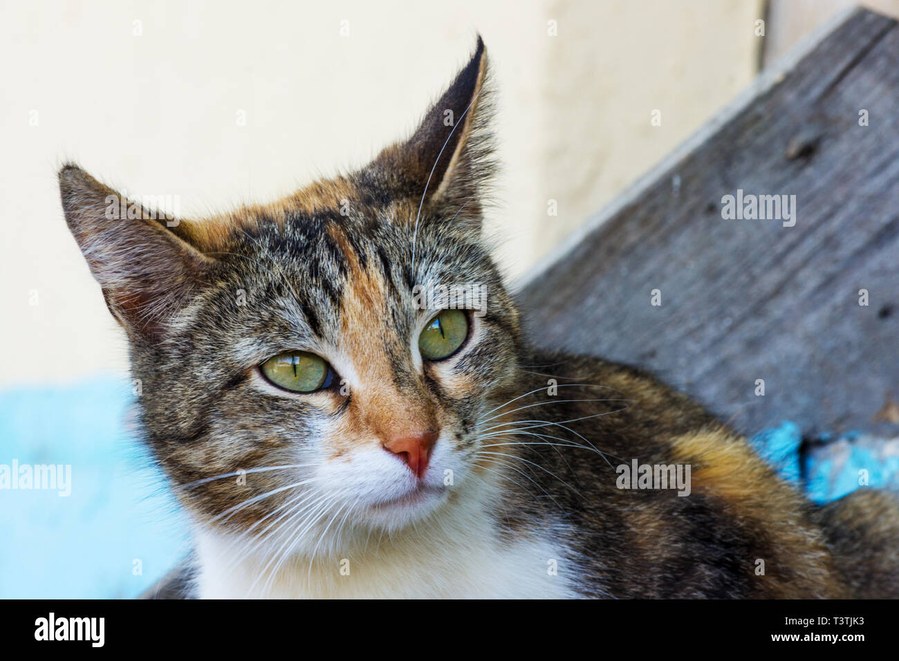 Portrait von Cognac junge Katze close-up Stockfoto