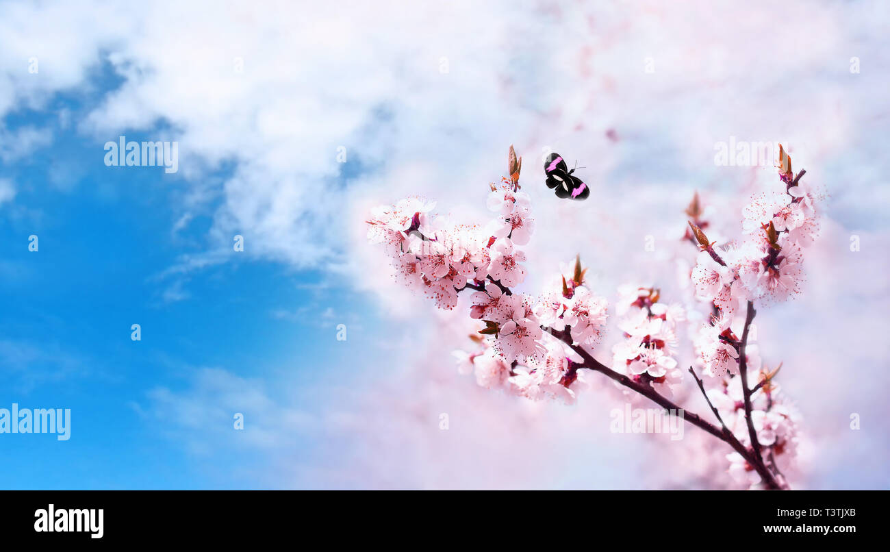 Cherry rosa Blüten Nahaufnahme. Blooming cherry tree. Spring floral background. Schmetterling auf blauen Himmel Hintergrund. Für Text platzieren. Panorama Format Stockfoto