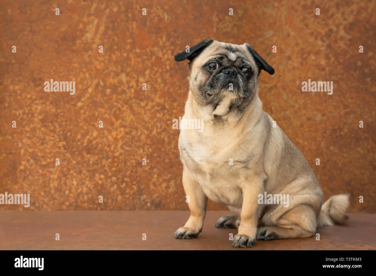 Einen kleinen Mops sitzt vor der rostigen Edelstahl. Er schaut interessiert mit großen Augen auf einen Punkt außerhalb der Kamera. Viele kopieren. Stockfoto