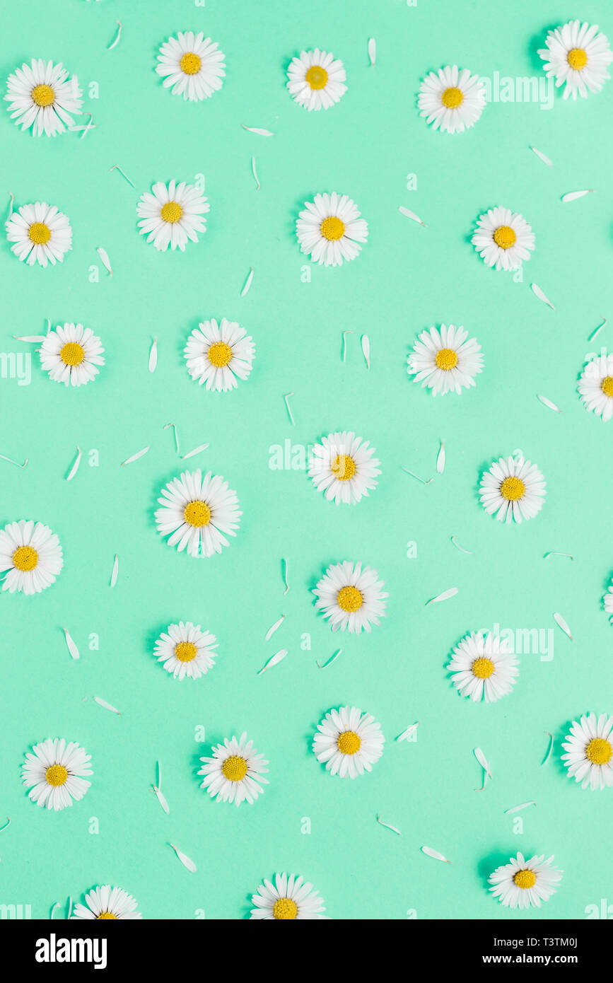 Blumen Komposition. Muster aus Gänseblümchen, Blütenblätter auf Pastell grün hinterlegt. Frühling, Sommer Konzept. Flach, Ansicht von oben, kopieren Raum Stockfoto