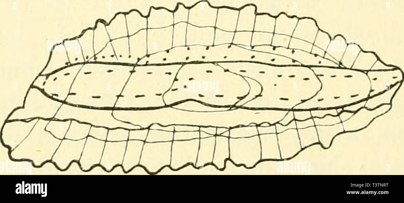 Archiv Bild Von Seite 27 Der Otolithen Der Fische Im Sterben Otolithen Der Fische In Bezug