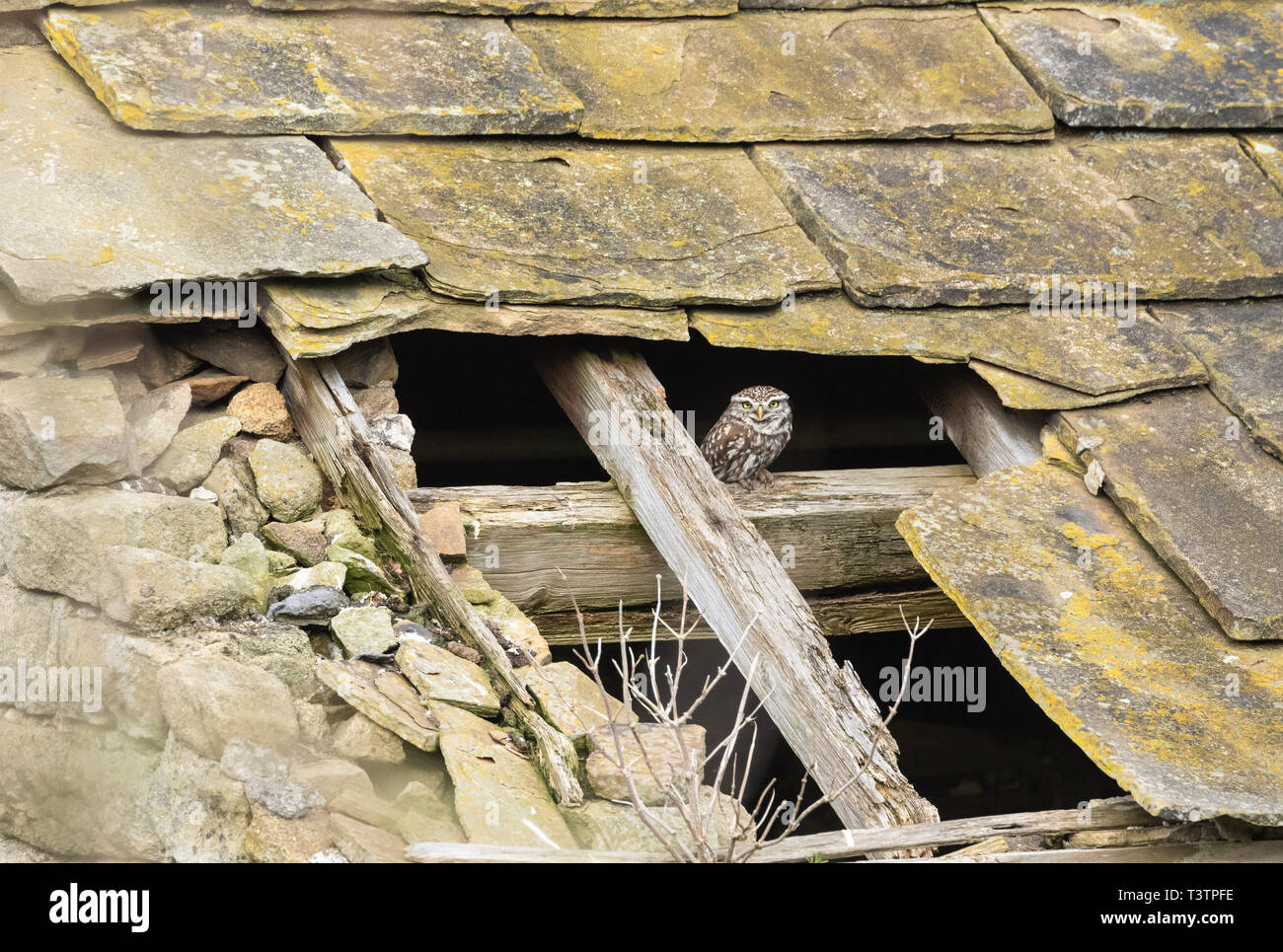 Ein Steinkauz (Athene noctua) auf einem Dach Strahl eines zerfallenden Scheune. Stockfoto