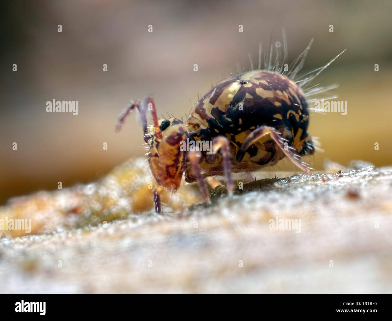 Ein Profil des Dicyrtomina ornata kugelförmigen springtail. In Ramsdown Holz in der Nähe von Hurn in Dorset gefunden. Stockfoto