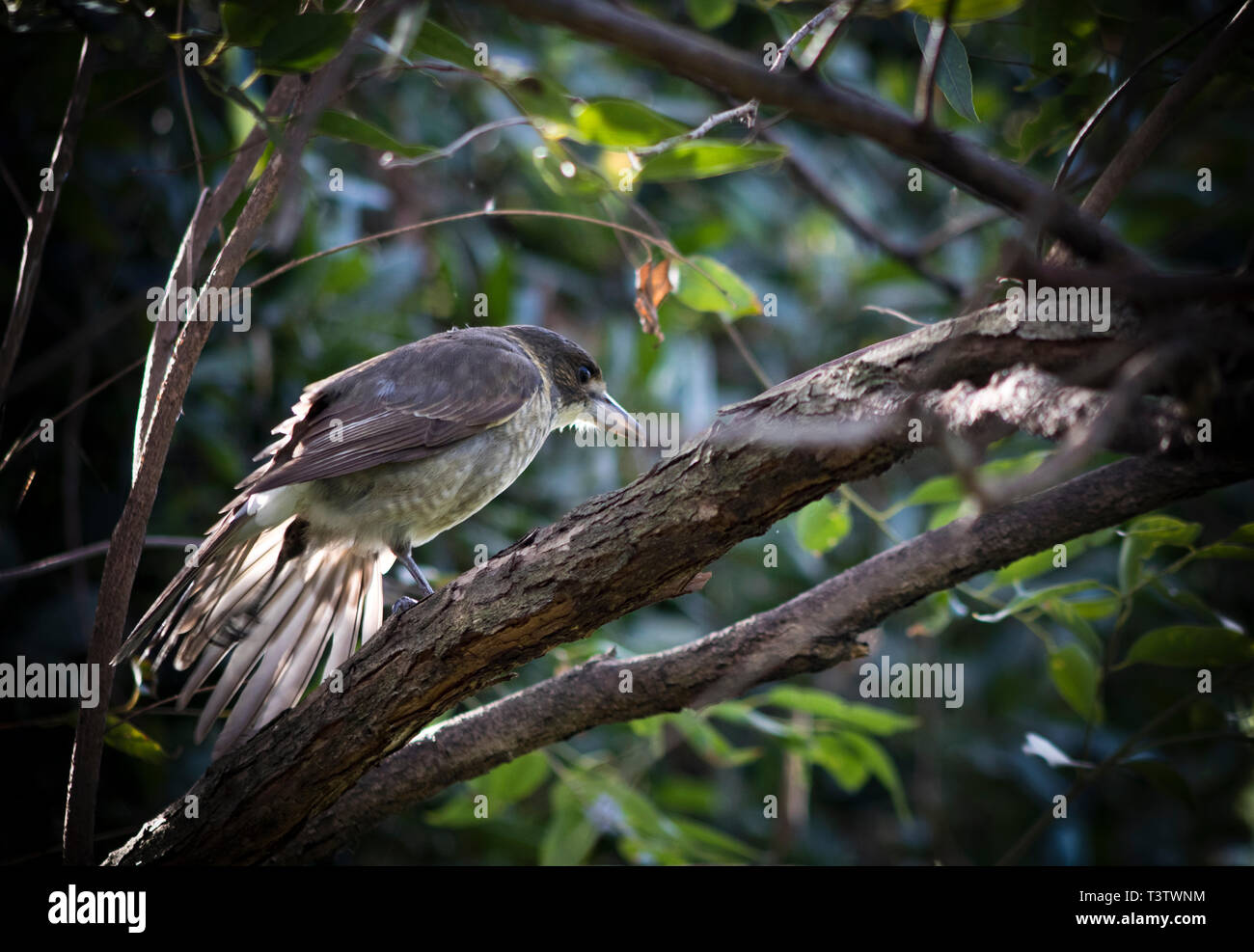 Australische Butcher Bird (Cracticus torquatus) Stockfoto