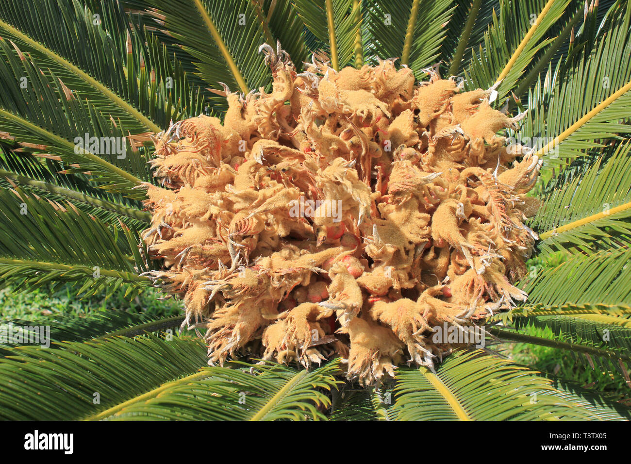 Nahaufnahme eines weiblichen Sago Palm (a.k.a. Japanische sago Palm, Beerdigung Palm, King Sago) Cycas revoluta mit Gruppen von megasporophylls Stockfoto