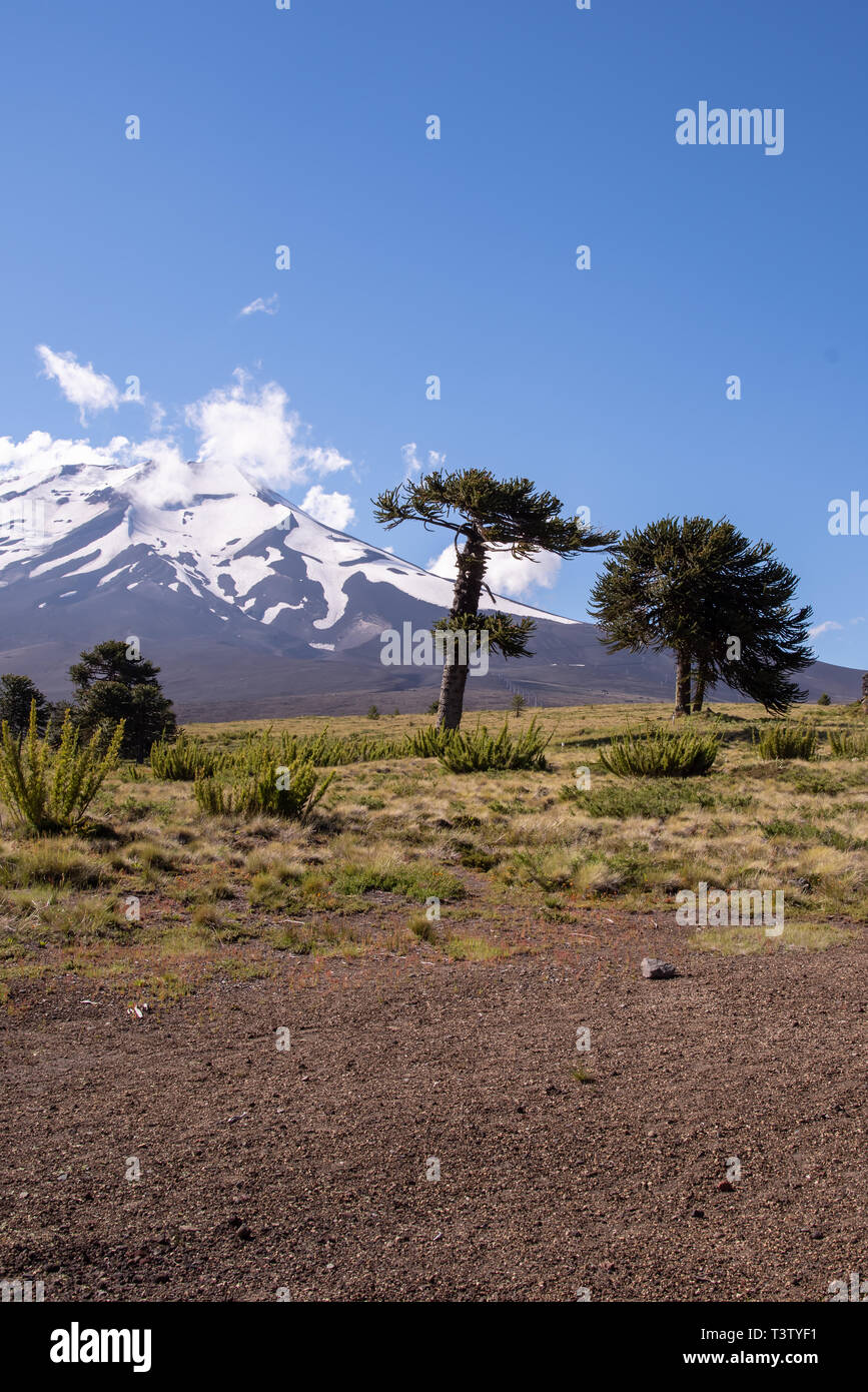 Bergkulisse in Chile bin Lonquimay Stockfoto