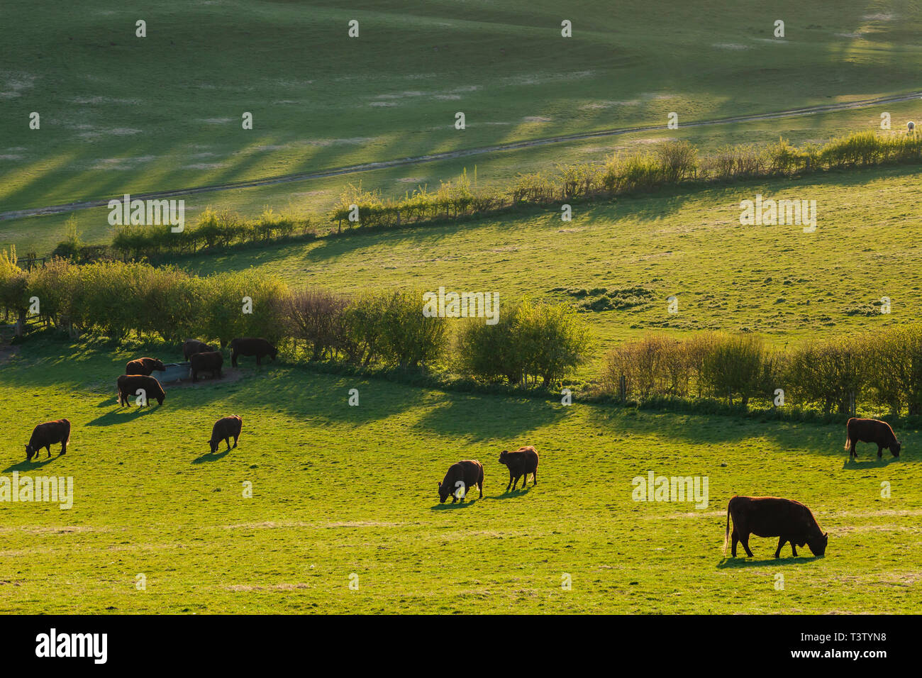 Frühling Nachmittag in South Downs National Park, West Sussex, England. Stockfoto