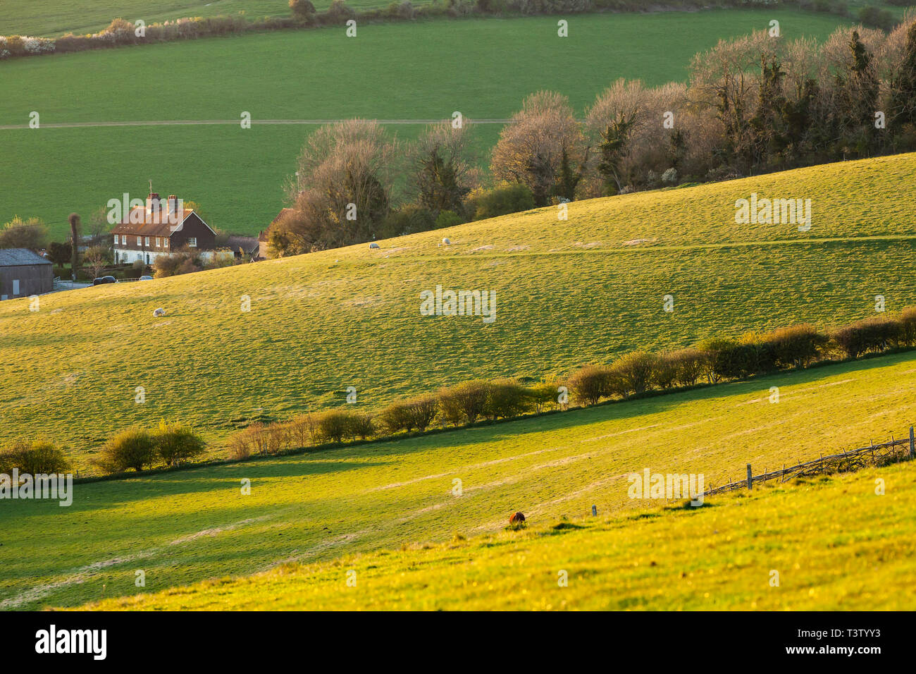 Frühlingsabend auf der South Downs in West Sussex, England. Stockfoto