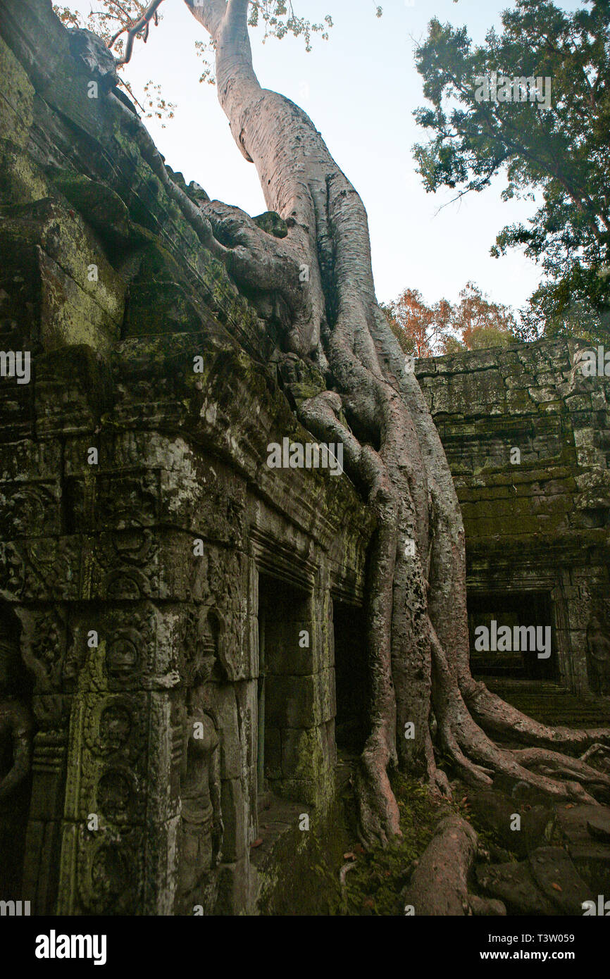 Wurzeln der Tetrameles nudiflora, bekannt als der "Tomb Raider"-Baum, eine Mauer auf den Innenhof eindringen, Ta Prohm, Angkor, Siem Reap, Kambodscha. Stockfoto