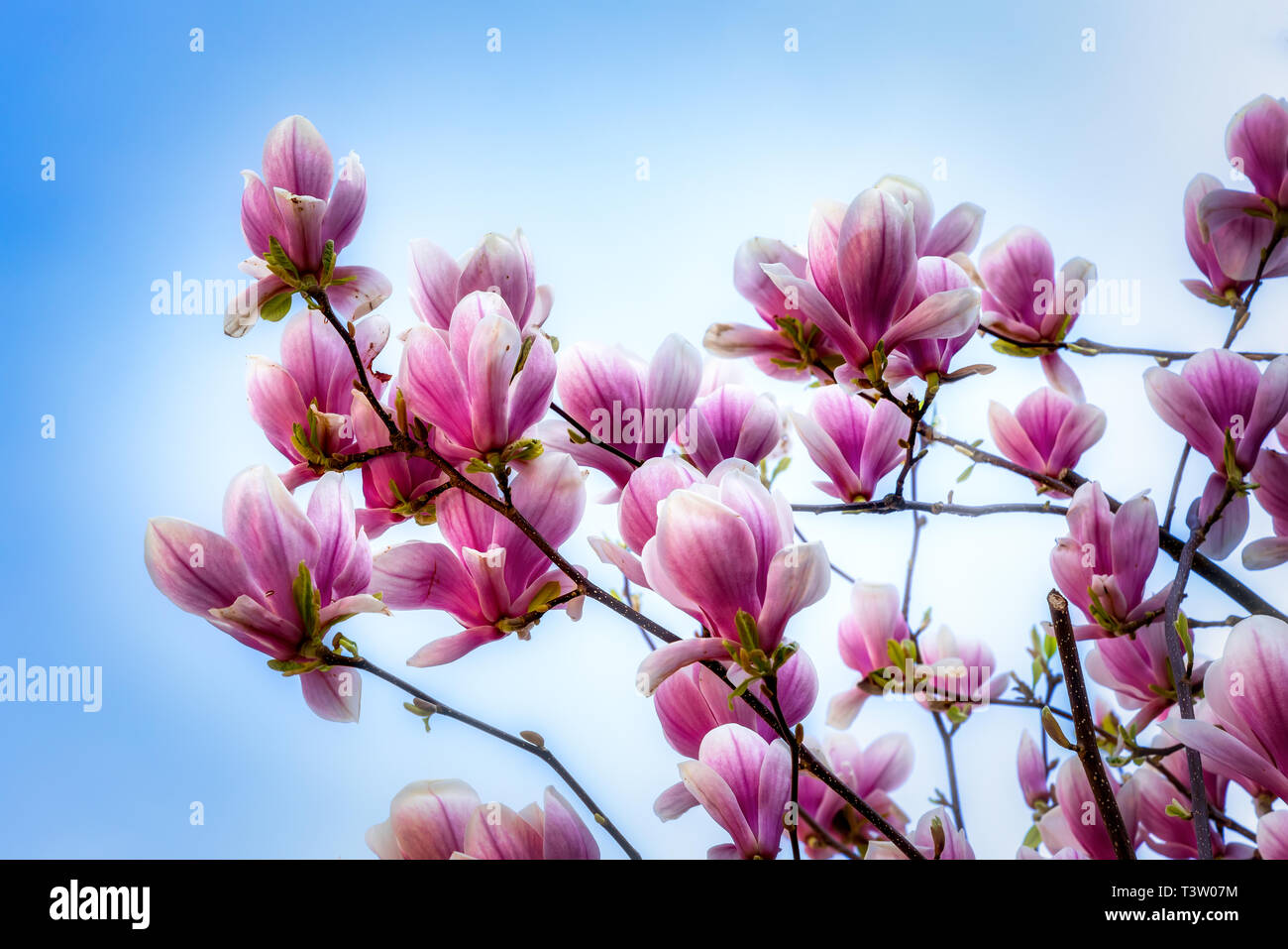 Frühling Hintergrund mit Magnolien Stockfoto