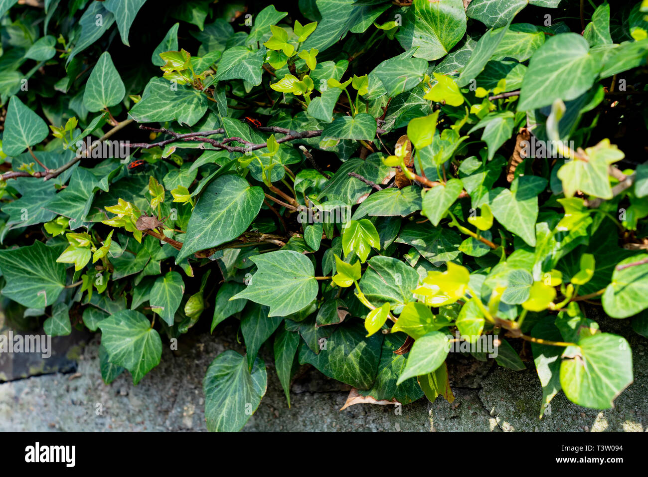 geigenfeige xl Ficus Lyrata boom XL | 180 cm