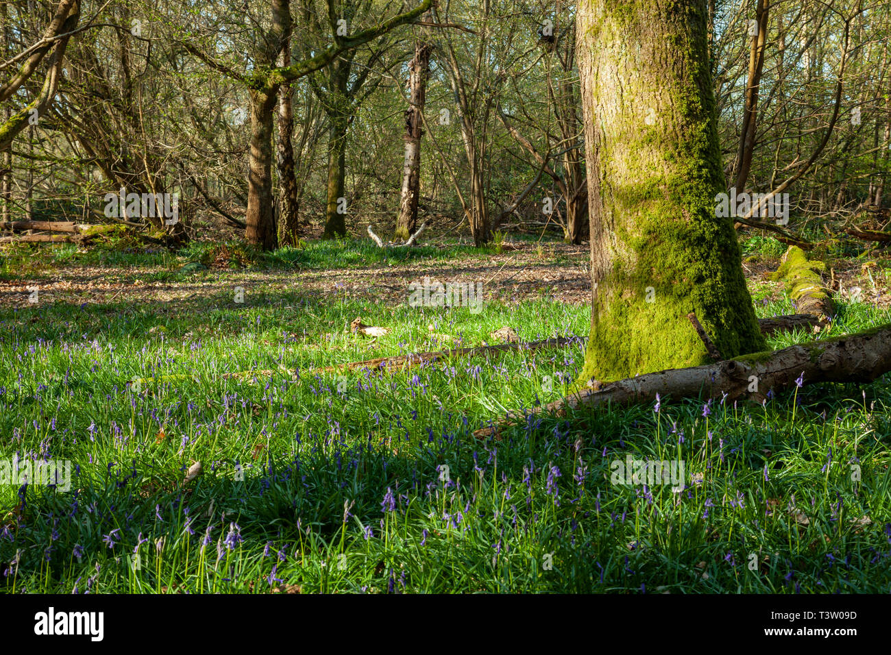 Frühling Morgen im Binsted Woods, West Sussex, England. Stockfoto