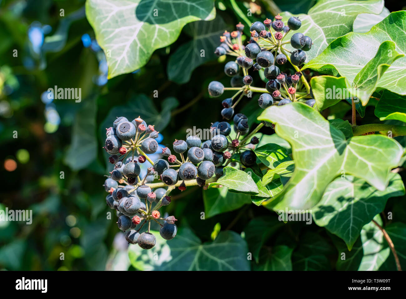 Efeu, Hedera helix ist eine immergrüne Kletterpflanze wächst hoch, wo geeignete Oberflächen (Bäume, Felsen, Mauern) stehen zur Verfügung. Stockfoto