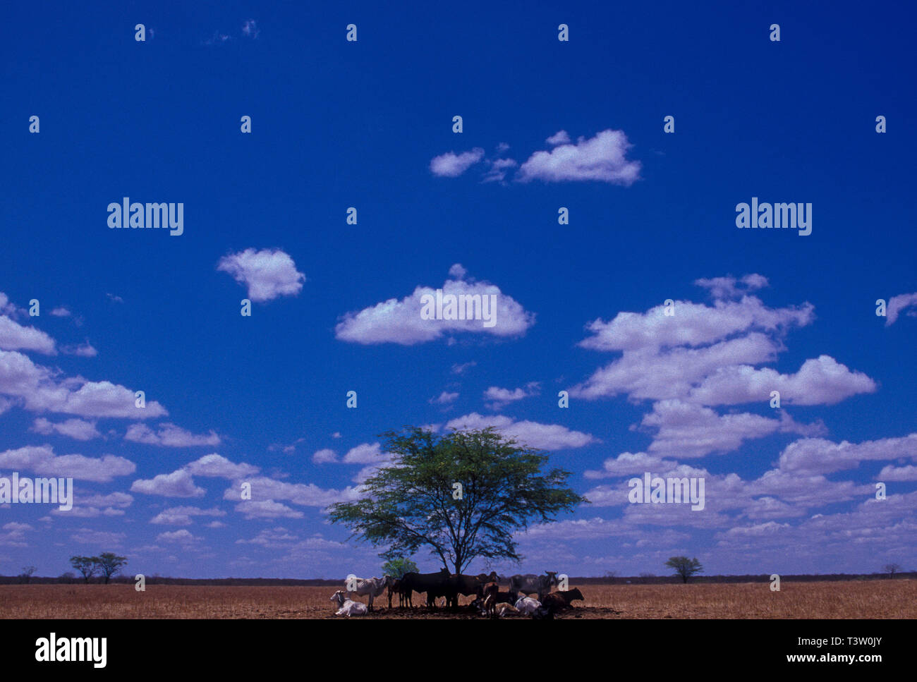 Der Viehzucht in der semi-ariden Region im Nordosten Brasiliens - Tiere schützen sich vor Verbrühungen sun unter isolierten Baum. Stockfoto