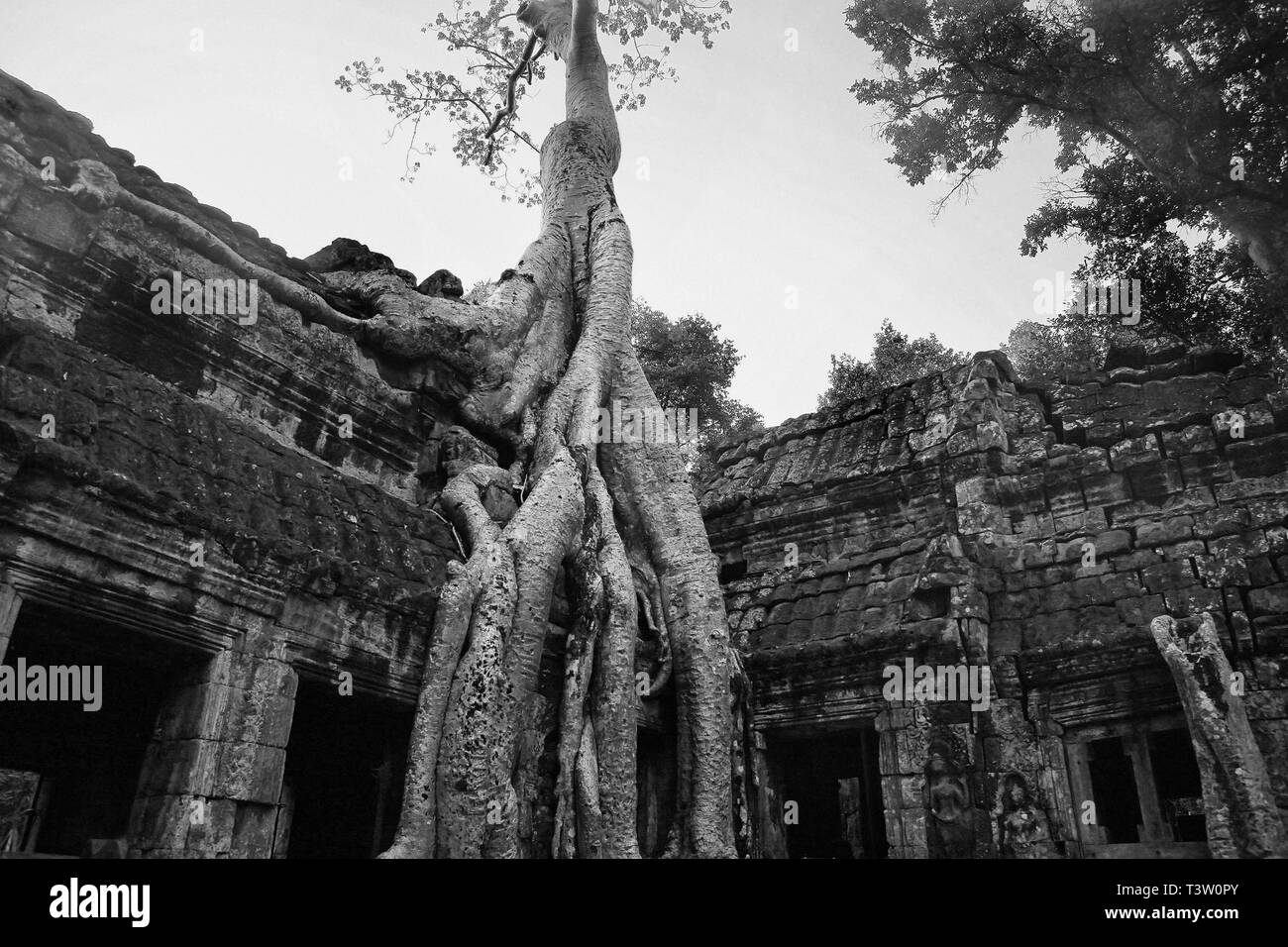 Wurzeln der Tetrameles nudiflora, bekannt als der "Tomb Raider"-Baum, eine Mauer auf den Innenhof eindringen, Ta Prohm, Angkor, Siem Reap, Kambodscha. B/W Stockfoto