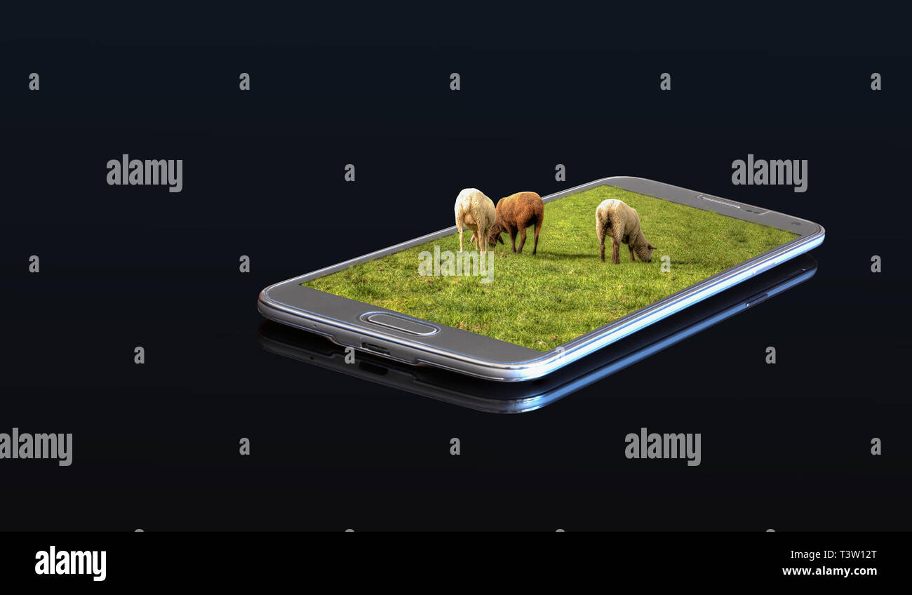3D-Foto auf einem Smartphone - Schafe auf einer Weide Stockfoto