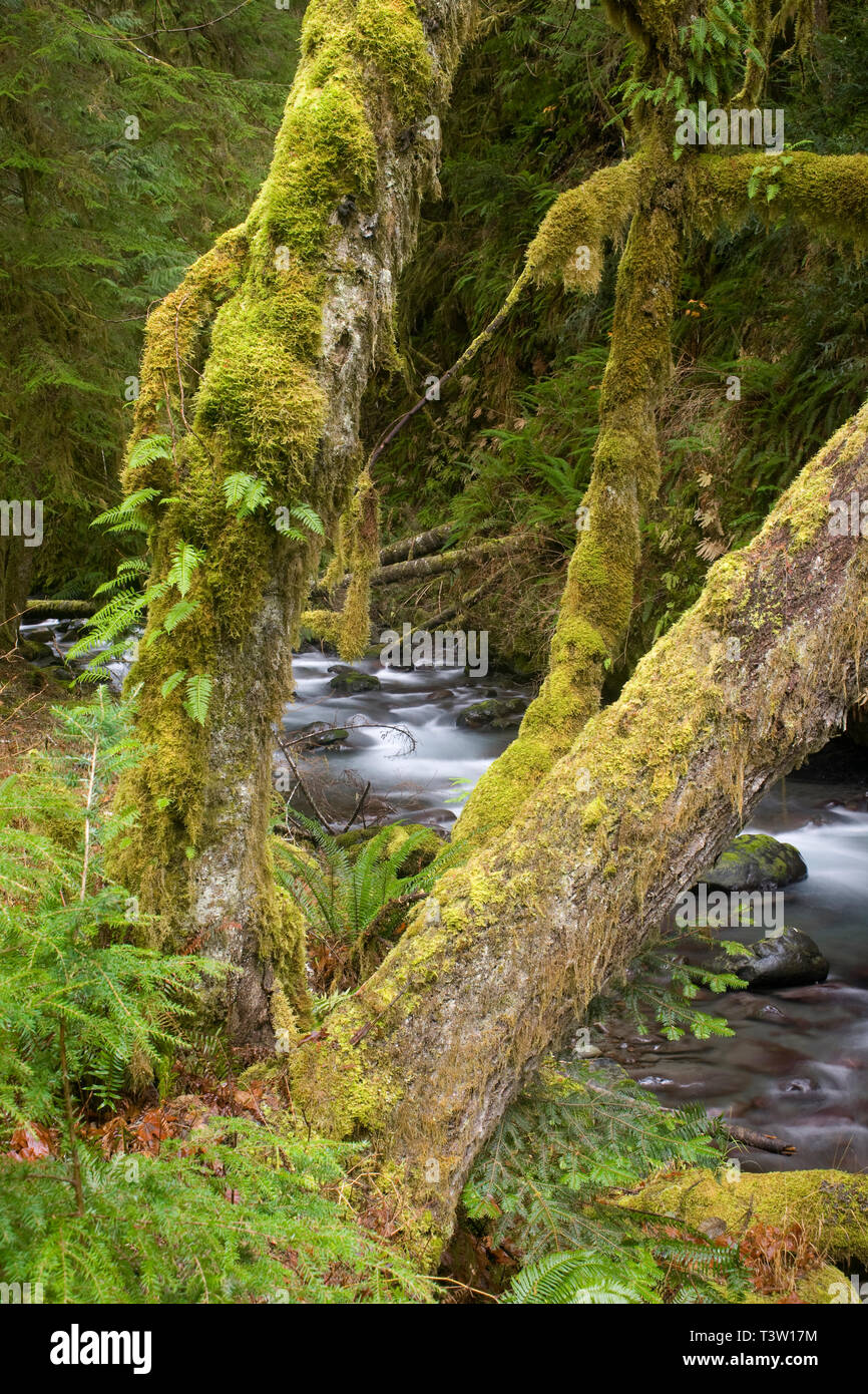 WA 00870-00 ... WASHINGTON - der Fluss bei Lillian Lillian entlang dem Elwha River Trail in Olympic National Park. Stockfoto