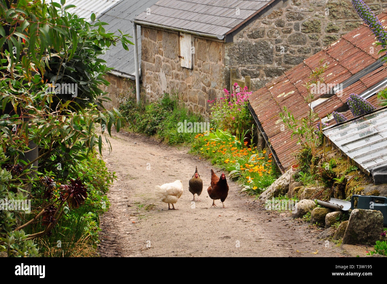 Hühner gehen bis eine Gasse neben einem Bauernhof auf St Martins Scilly-inseln, Cornwall, Großbritannien Stockfoto