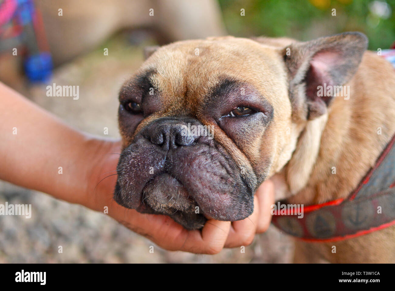 Atopische dermatitis bei hunden Fotos und Bildmaterial in hoher Auflösung Alamy