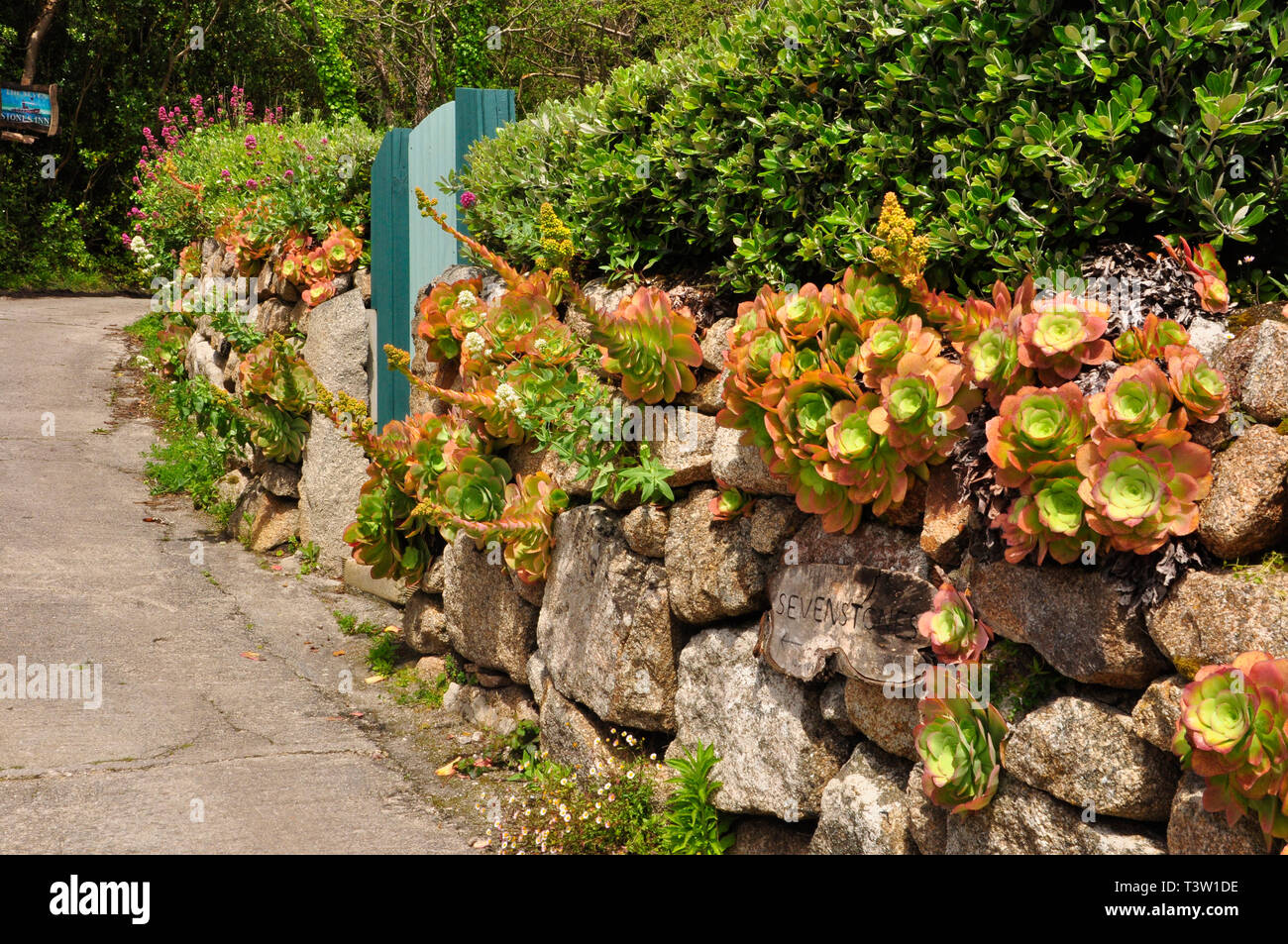 Blühende Sukkulenten, Aeonium, wächst an einem Granit Wand nähert sich die Sieben Stone Inn auf St Martins, Isles of Scilly, Cornwall, UK. Stockfoto