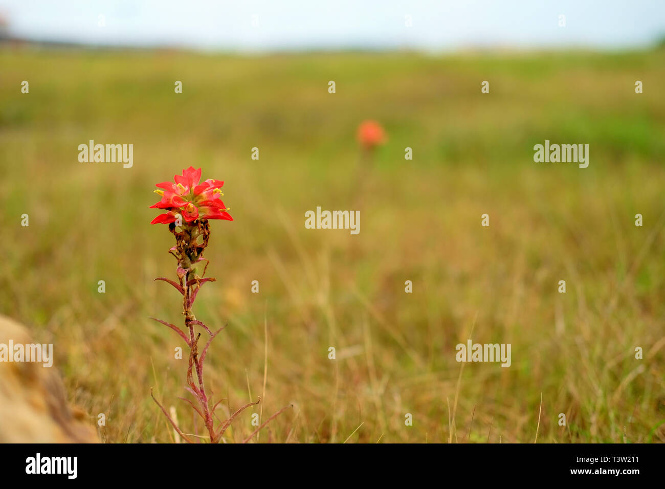 Texas Indian Paintbrush, Castilleja indivisa; Mitglied der Scrophulariaceae, snapdragon Familie; Frühling Wildblumen in der Texas Landschaft. Stockfoto