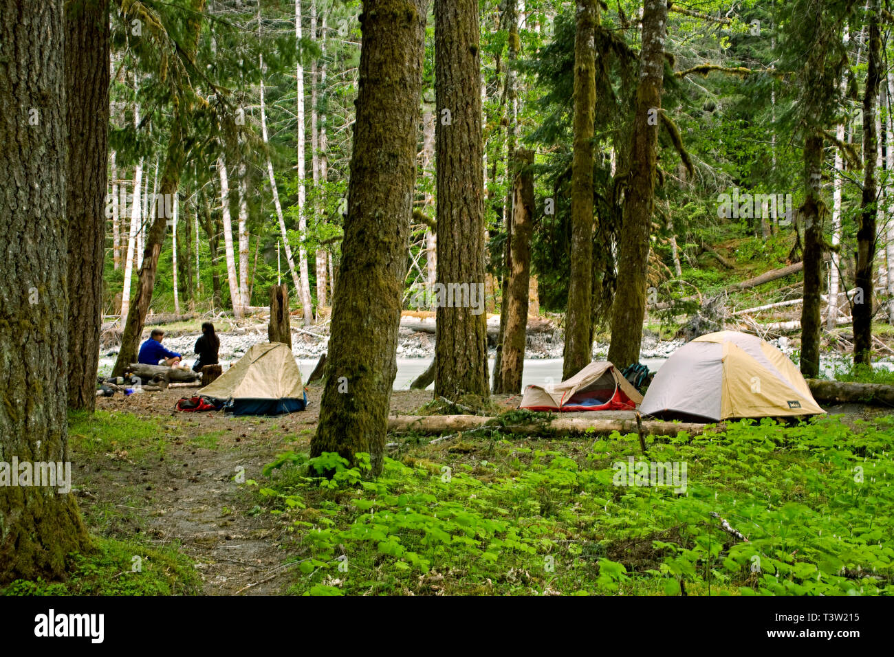WA 00988-00 ... WASHINGTON - Campingplatz bei Elk Horn entlang der Elwha River in Olympic National Park. Stockfoto