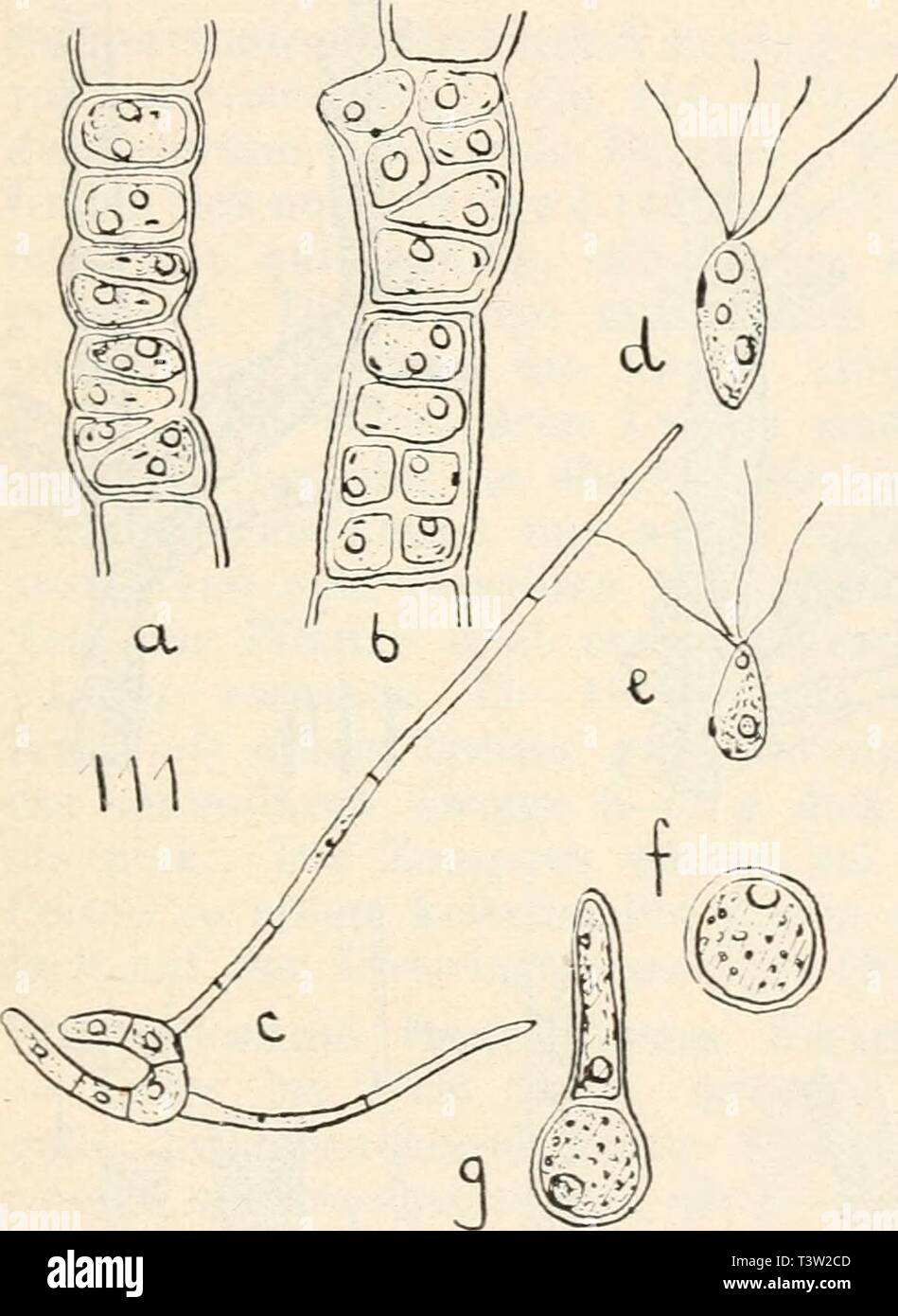 Archiv Bild von Seite 86 Sterben Süsswasser - flora Deutschlands, Österreichs und. Sterben Süsswasser - flora Deutschlands, Österreichs und der schwez.. diessswasserfl 06 pasc Jahr: 1914 riothrichales. 79 5,5 - 6,5 [L breit, 4 wimperig, Stigma etwas undeutlich, ungefähr in der Mitte des Körpers. Mikrozoosporen 7-9 (X lang, 5 - 6,3 l breit, 4 wimperig, Stigmatisierung deutlich, stäbchenartig vorspringend, im unteren Teil des Körpers. Sterben Mikrozoosporen Dauerzellen liefern. Stigeoclonium (Tenue) Pascheri (=Stigeoclonium tenue Pascher). - Makrozoosporen 13 - 16 l lang, 6 - 7 breit, 4 wimperig. Stigma scharf und deut Stockfoto