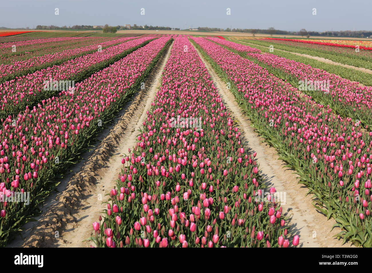 Tulpenfeld Stockfoto