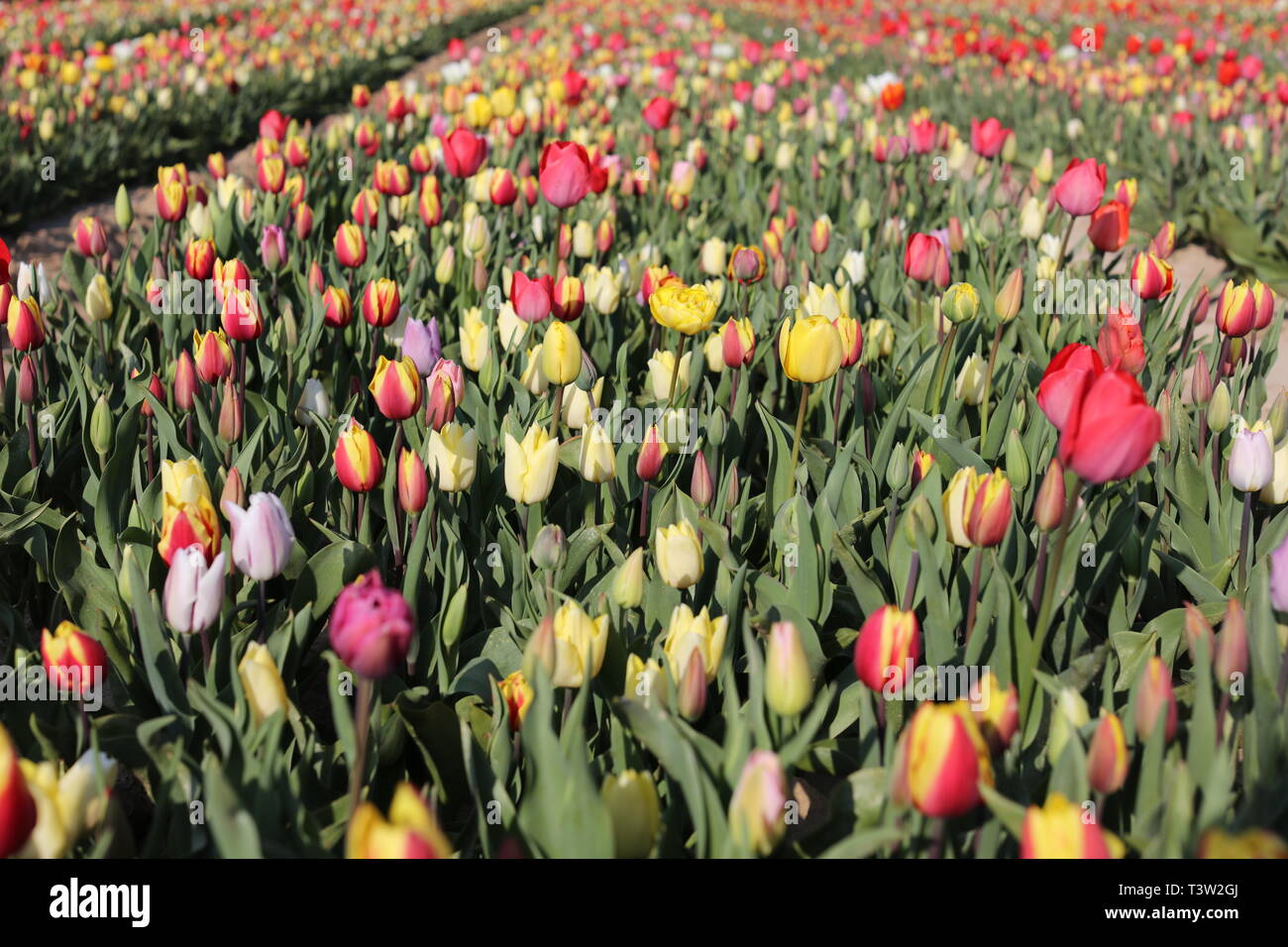 Tulpenfeld Stockfoto