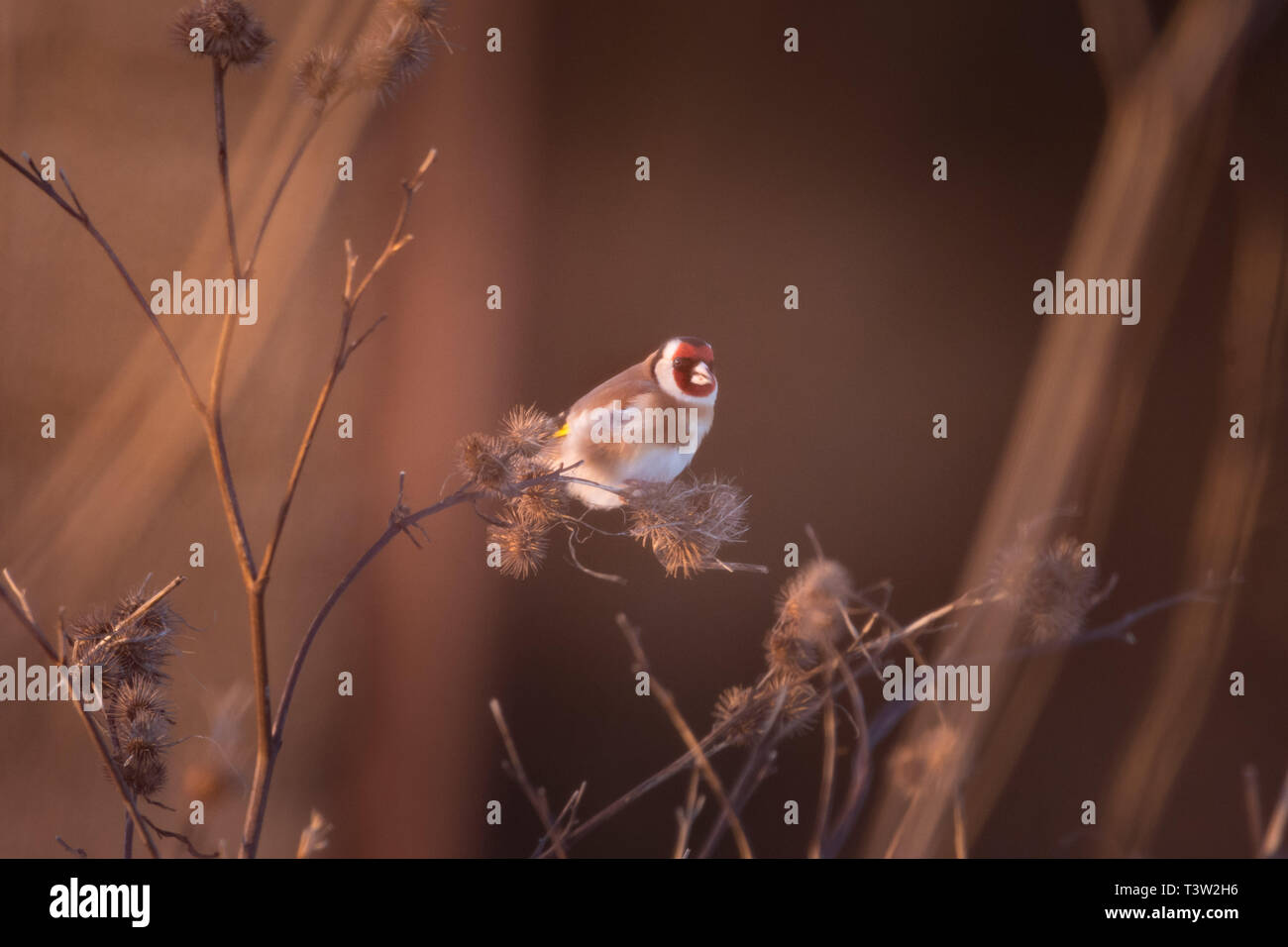 Bild eines wilden Goldfinch Stockfoto