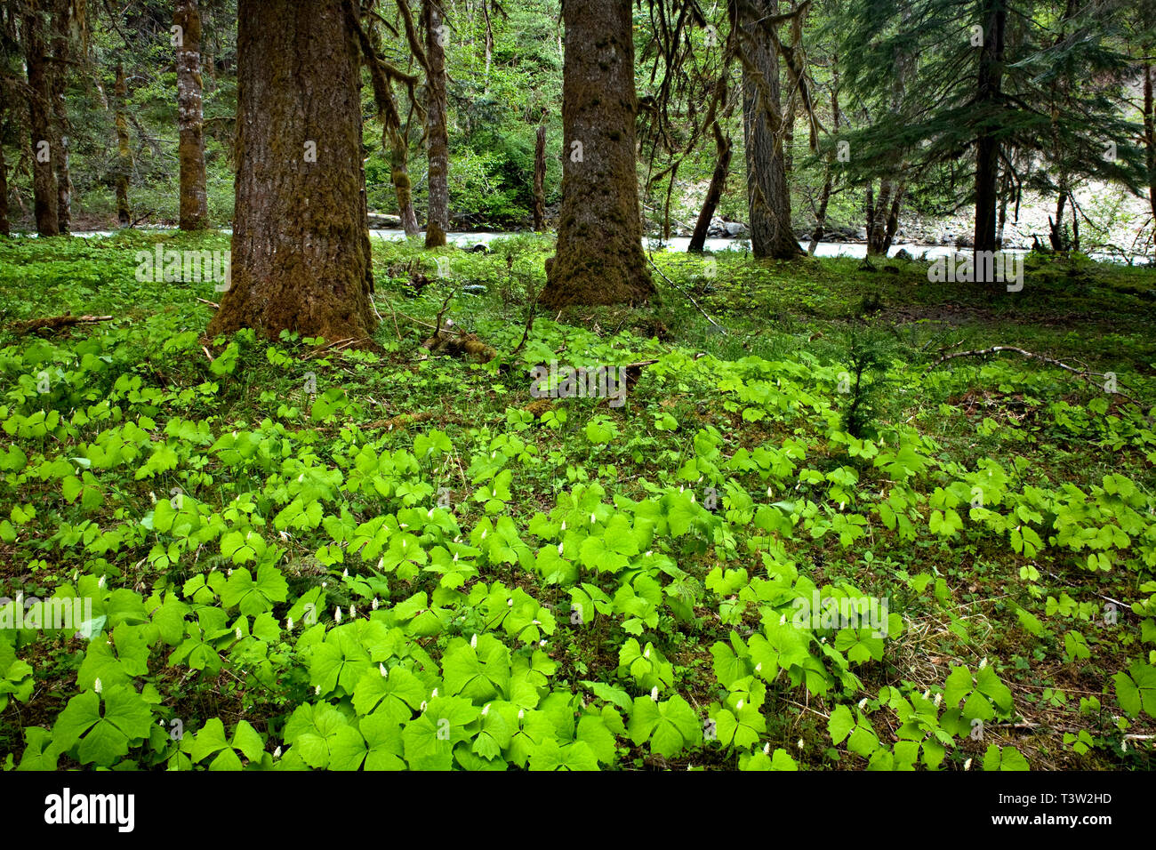 WA 01006-00 ... WASHINGTON - Vanille Blatt (Achlys Triphylla) auf dem Waldboden an den Ufern der Elwha River in Olympic National Park. Stockfoto